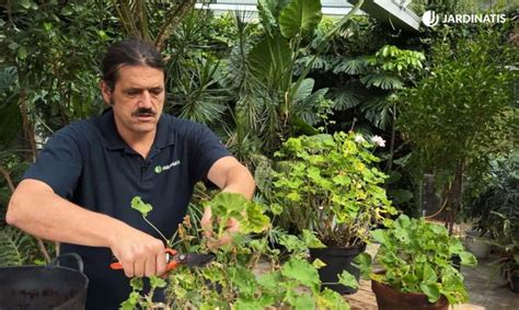 Cuándo se podan los geranios en Valencia Nucleo Jardin