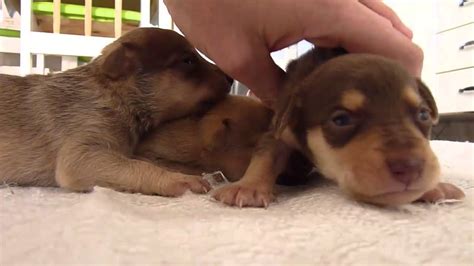 Quanto Tempo Filhote De Cachorro Demora Para Abrir Os Olhos Sobre Os