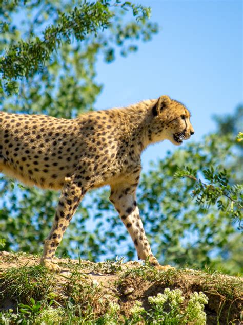 Differences Between Asiatic & African Cheetah