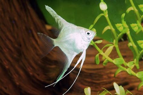 Pterophyllum scalare Platinum - Aqualog.de