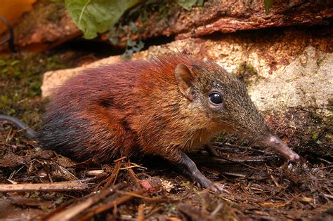 Shrews That Giant Elephant Shrew Discovered In Tanzanian Mountains