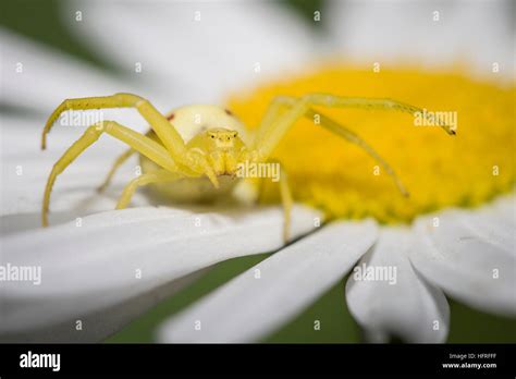 A yellow flower crab spider (Misumena vatia) waits for pollinating ...