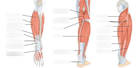 Leg Muscles Diagram Quizlet