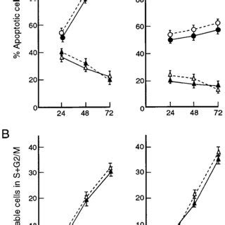 The Cell Cycle Block And Enhanced Apoptosis In Mitogenstimulated C Rel