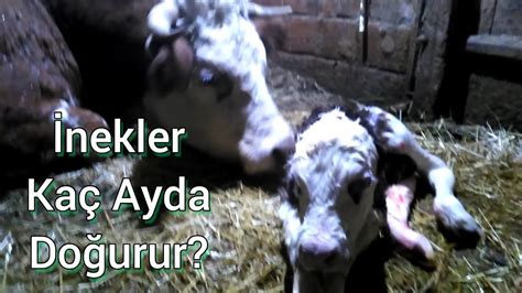 İnekler Kaç Ayda Doğurur İneklerin Gebelik Süresi ve Doğum Hakkında