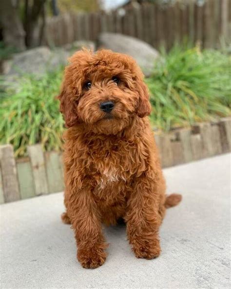 Find Available Goldendoodle Puppies in California