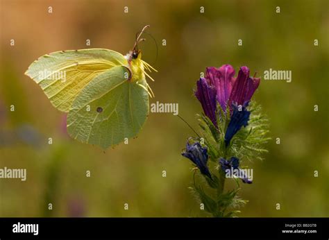 Cleopatra Butterfly Take Off Stock Photo Alamy