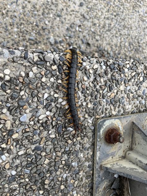 Chinese Red Headed Centipede From Tw On August