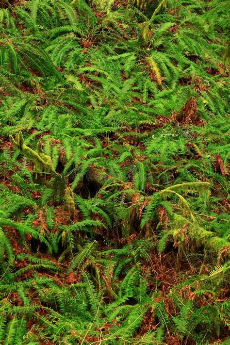 Sword Ferns Hang And Water Falls Over Fern Grotto Kamokila Village