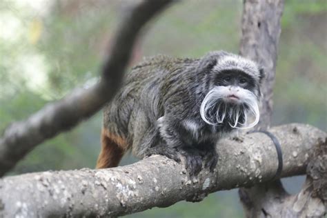 What's going on at the Dallas Zoo? Man arrested after tamarin monkeys disappear in latest ...