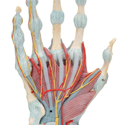 Modelo del esqueleto de la mano con ligamentos y músculos 3B Smart