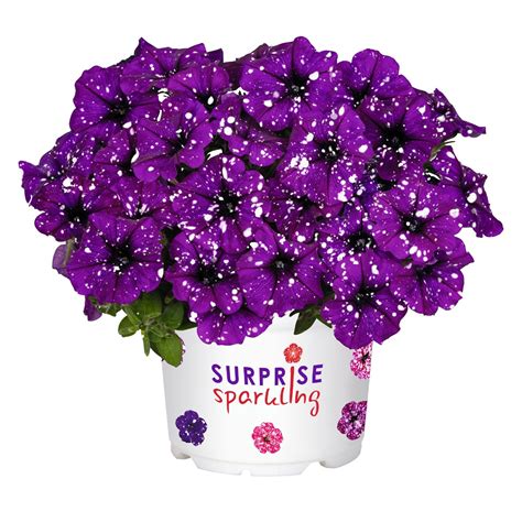 Surprise Sparkle Purple UNAVAILABLE FOR 2025 Products Dümmen Orange