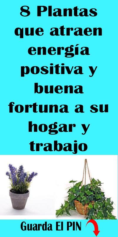 8 Plantas que atraen energía positiva y buena fortuna a su hogar y