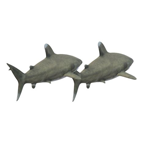 Swimming Shark Illustration 27257702 Png