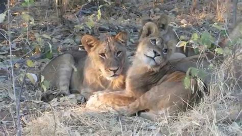 Lion Cubs Chobe National Park Botswana 2015 Youtube