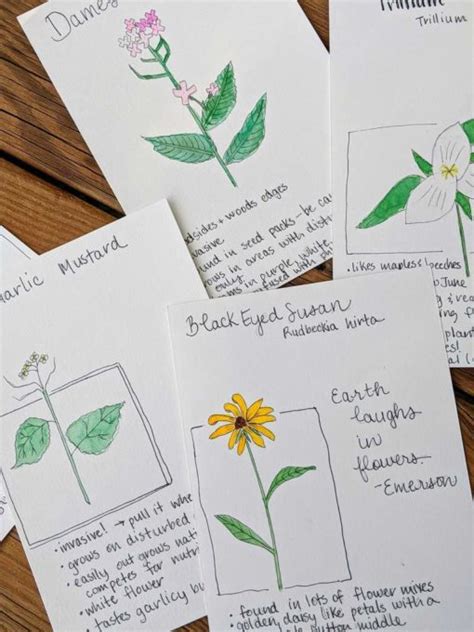 Nature Journaling Wild Plants And Fungi With Heather Woodie