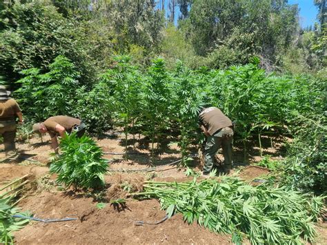 3200 PLANTAS DE MARIHUANA FUERON DESCUBIERTAS POR EL OS7 DE CARABINEROS