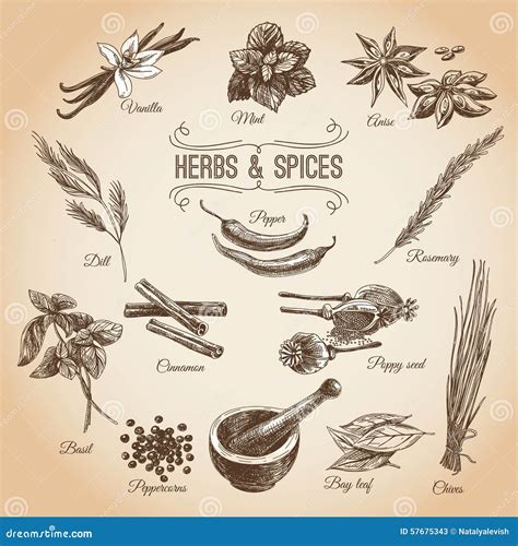 Vector Hand Drawn Set With Herbs Spices Vintage Stock Vector