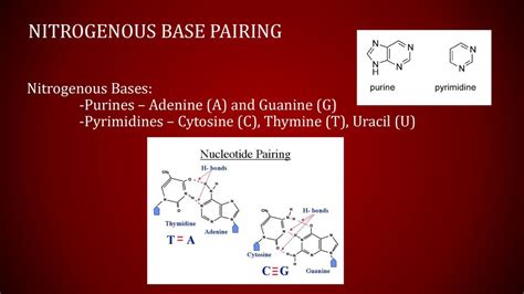 Dna Structure And Replication Ppt Download