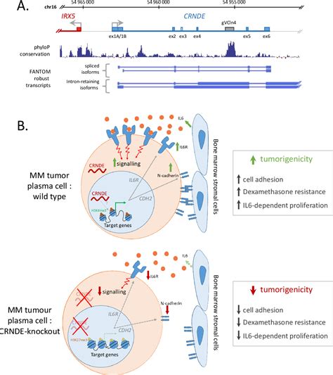 Figure 1 From Long Non Coding RNAs In The Pathophysiology Of Multiple