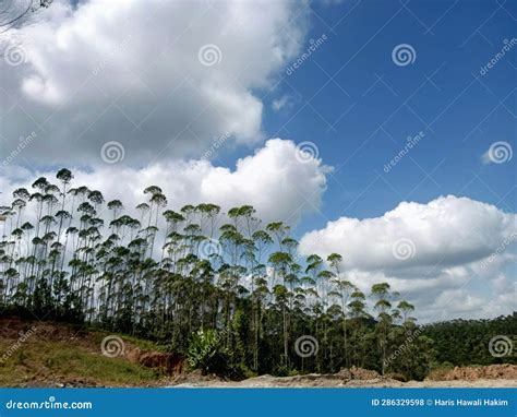 Clear Sky at Kalimantan Forest Stock Photo - Image of trees, clouds ...