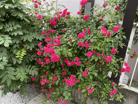 キングローズ（つるバラ）：鮮やかな花で庭を彩る、初心者にも優しい育て方ガイド | わたしの花図鑑