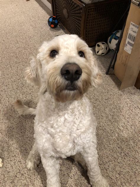 Our Precious Dood With A Schnauzer Cut Rgoldendoodles