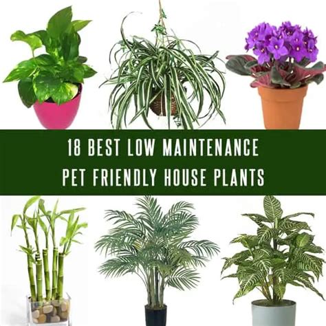 Low Light Indoor Plants Pet Safe | Shelly Lighting