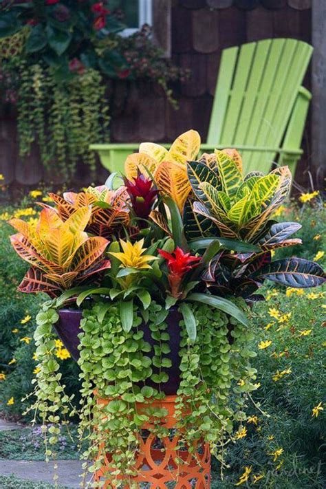 21 Awesome Croton Landscaping Ideas To Add More Color To Your Garden