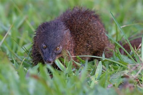 Premium Photo | Mongoose urva javanica eating a snake as their prey