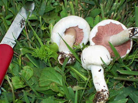 Mushroom Report Agaricus Compestris Meadow Mushroom Pinky Pinkies