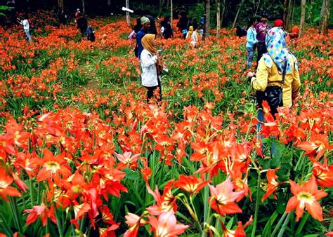 Gambar Kebun Bunga | Harian Nusantara