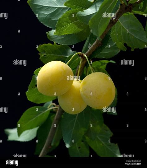 Mirabellen Prunus Domestica Subsp Syriaca Stock Photo Alamy