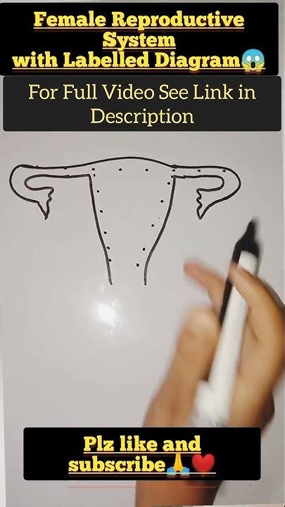 Female Reproductive System Female Reproductive System With Labelled