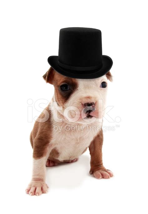 Puppy With Monocle and Top Hat stock photos - FreeImages.com