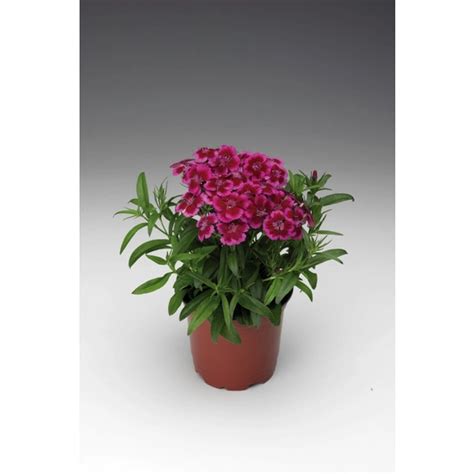 Bartnelke Dianthus Barbatus Barbarini Red Picotee Bl Te Rot