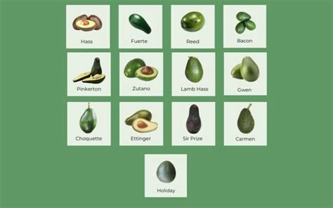 Explore 13 types of avocados: Flavors and Uses Guide