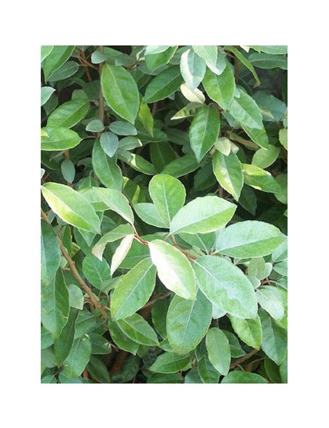 Elaeagnus Ebbingei Chalef Arbre Conditionnement Taille En Pot De