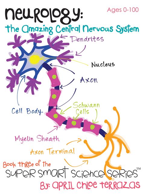 Nervous System Diagram For Kids / Diagram: The Nervous System (upper ...