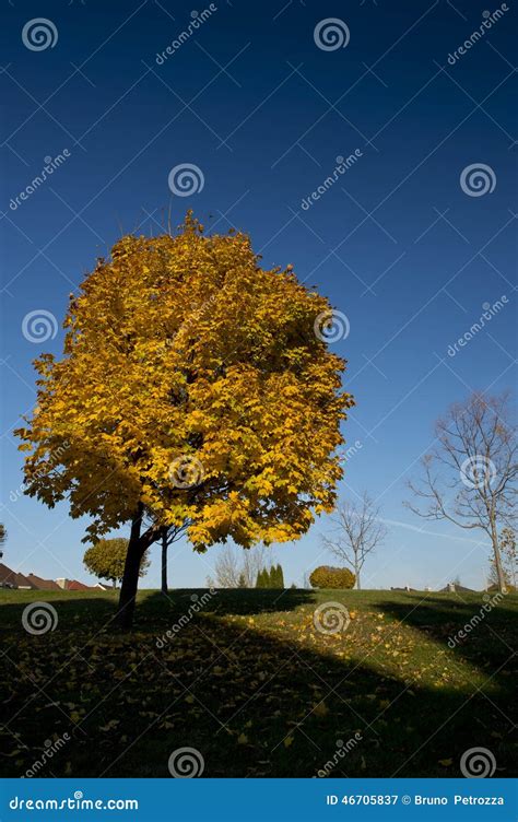 Yellow Maple Tree in the Fall Stock Image - Image of late, orange: 46705837