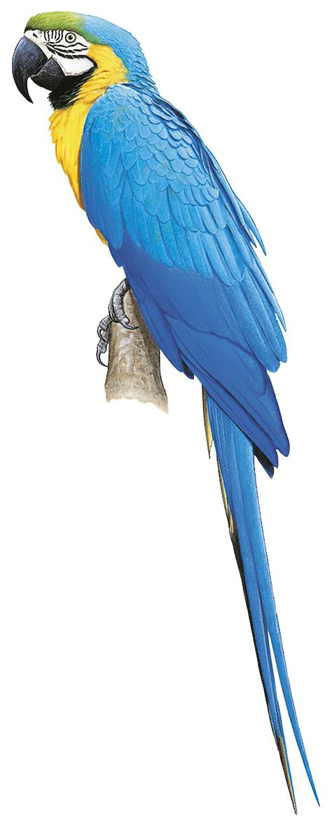 Blue And Yellow Macaw Ara Ararauna World Bird Names