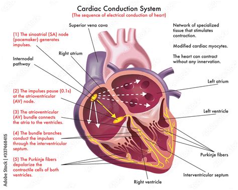 Diagram Of Cardiac Conduction System The Sequence Of Electrical