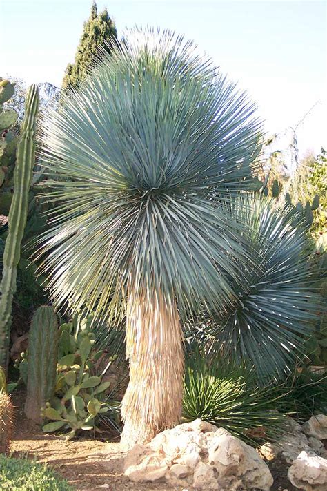 28 of the Best Yucca Varieties | Gardener’s Path