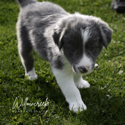 Border Collie Breed Resources Willowcreek Border Collies