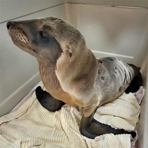 California Sea Lion Pup Overcomes Swollen Jaw And Abscesses Emeraidvet