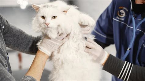 Causas De Muerte M S Comunes En Gatos