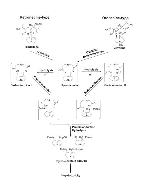 Method And Assay Kit For Detection Of Toxicity Induced By Pyrrolizidine Alkaloids Eureka Patsnap