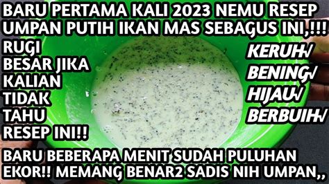 TERBARU 2023 UMPAN PUTIH IKAN MAS PALING AMPUH COCOK DI SEGALA