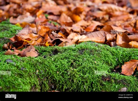 Autumn - Leaves in the Forest Stock Photo - Alamy