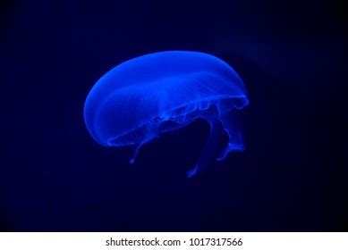 Closeup Sea Moon Jellyfish Translucent Blue Stock Photo